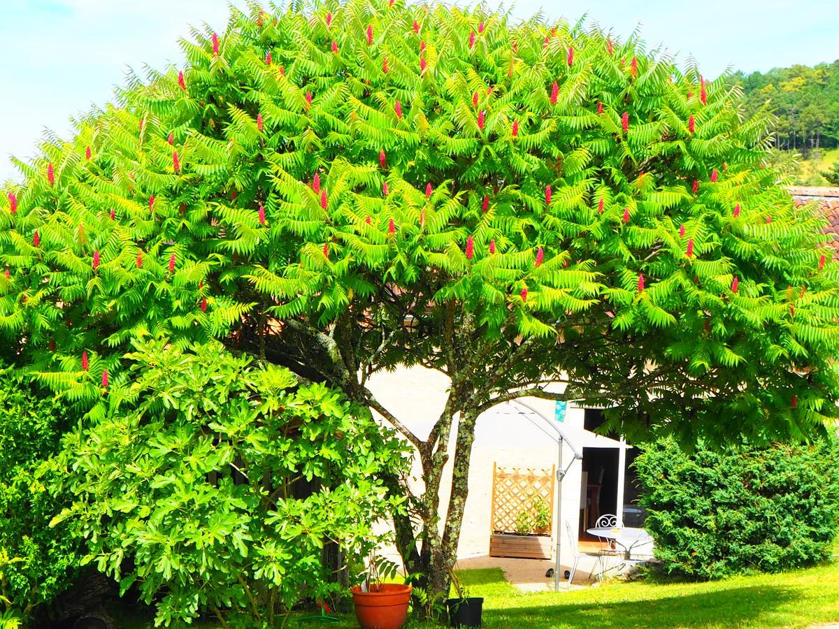 La Belle Verte Grignols  Exterior photo